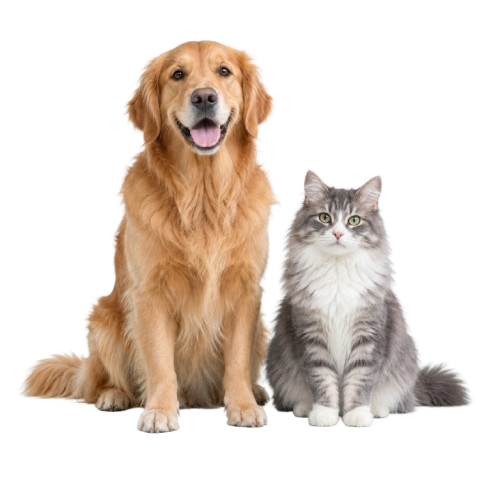 A golden retriever and a grey and white cat sitting together